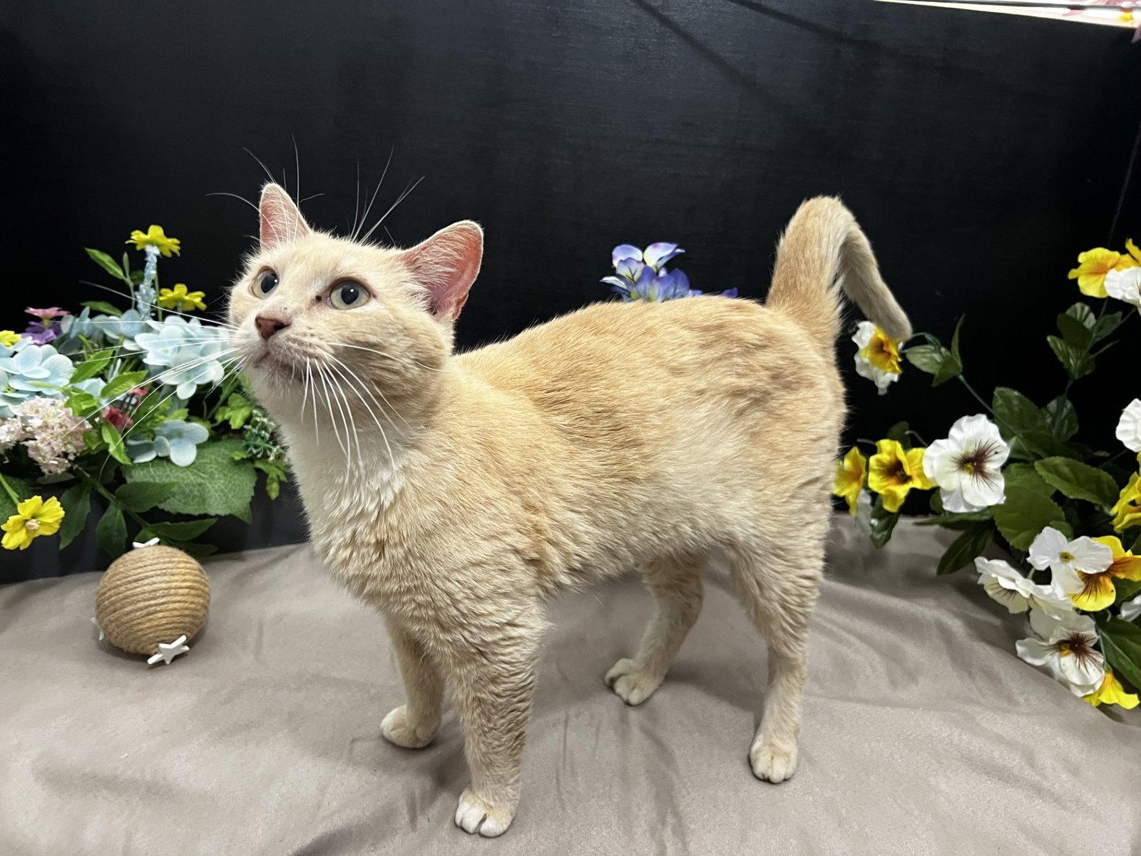 Bama, a Adoptable Domestic Short Hair in Fayetteville, GA image 2/3