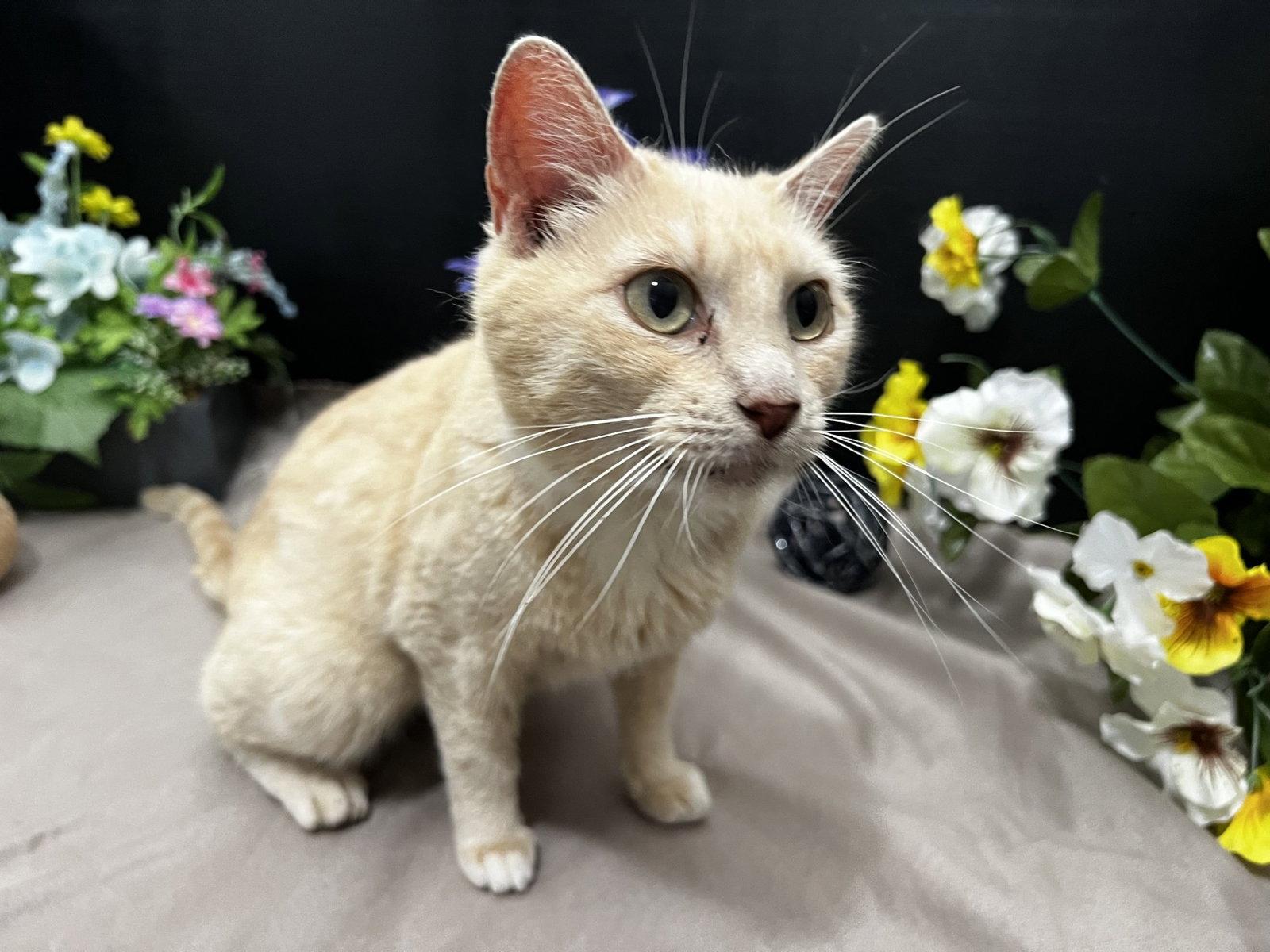 Bama, a Adoptable Domestic Short Hair in Fayetteville, GA image 3/3