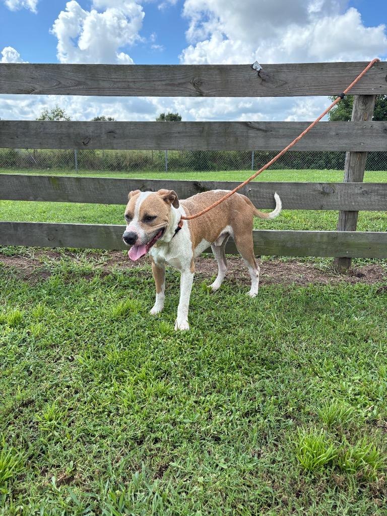 Gary, Adoptable, Young Male Pit Bull Terrier.