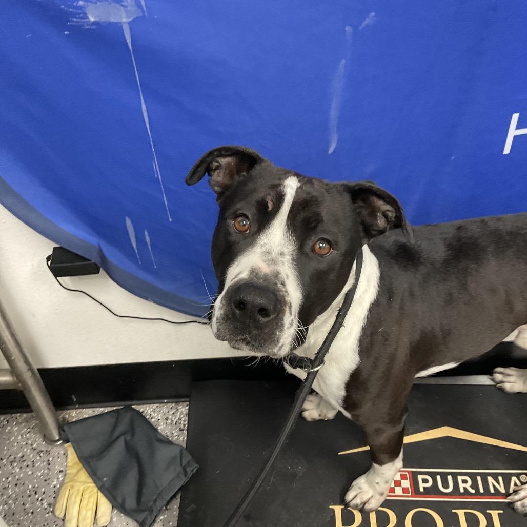 Steve "The Hair" Harrington, a Adoptable Pit Bull Terrier in Henderson, NV image 1/2