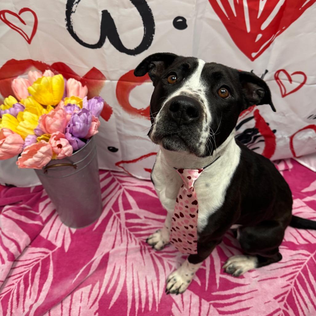 Steve "The Hair" Harrington, a Adoptable Pit Bull Terrier in Henderson, NV image 2/2