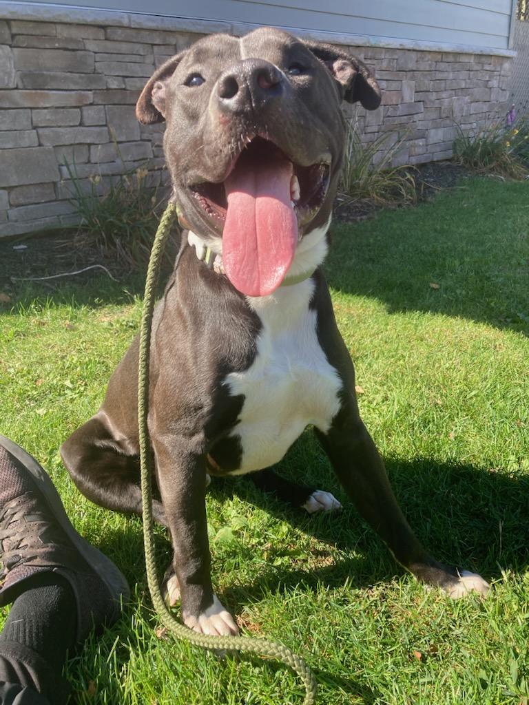 Cheech, Adoptable, Adult Male Pit Bull Terrier.