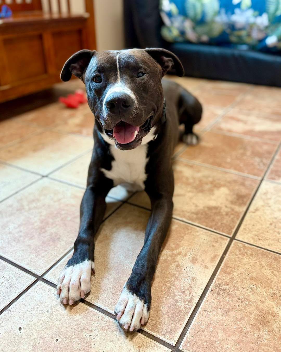 Enlarge Cheech, a Adoptable Pit Bull Terrier in Rock Hill, NY image 5/5