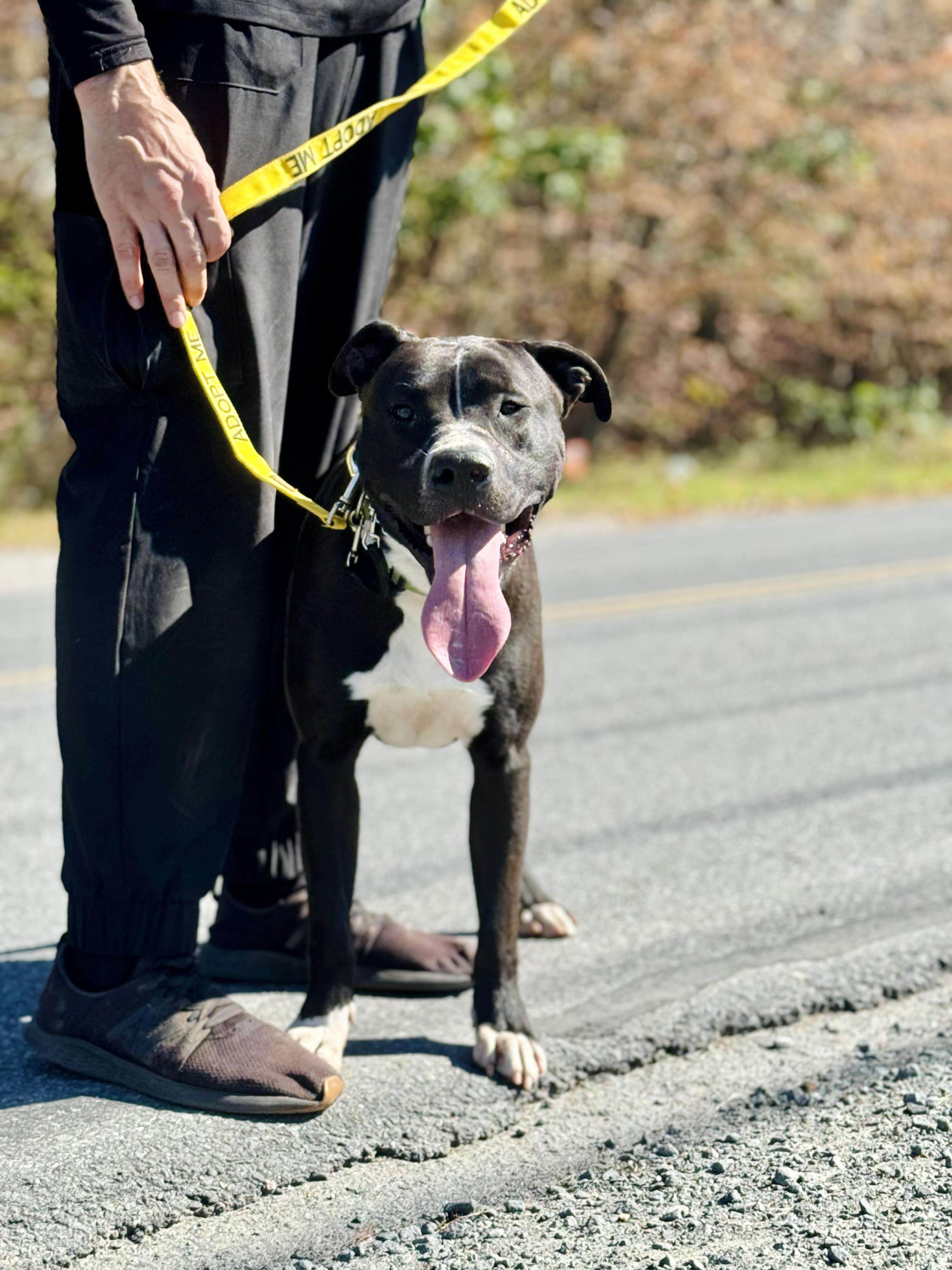 Cheech, a Adoptable Pit Bull Terrier in Rock Hill, NY image 2/3