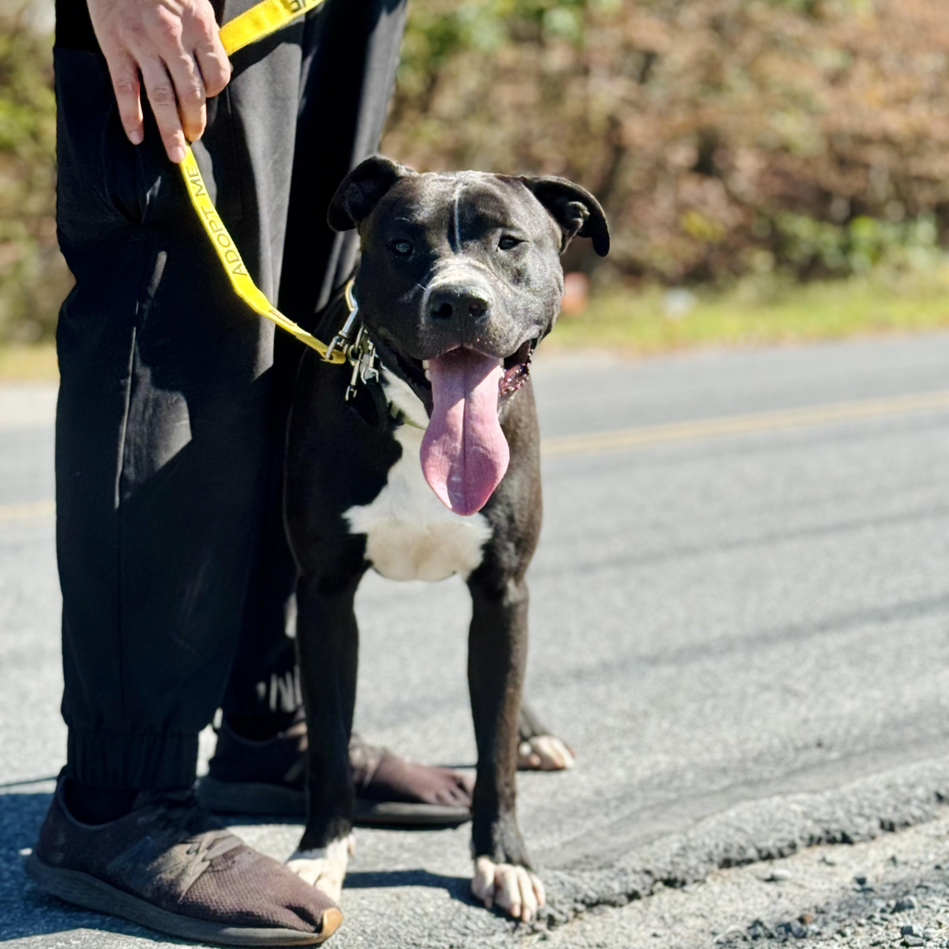 Enlarge Cheech, a Adoptable Pit Bull Terrier in Rock Hill, NY image 2/3