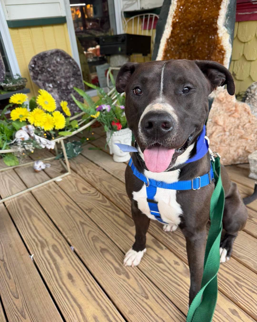 Enlarge Cheech, a Adoptable Pit Bull Terrier in Rock Hill, NY image 1/5