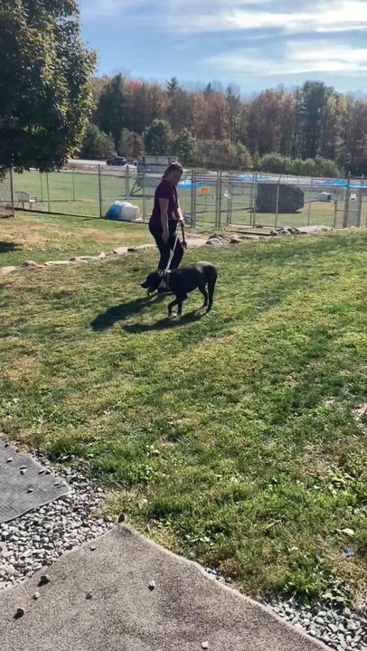 Enlarge Cheech, a Adoptable Pit Bull Terrier in Rock Hill, NY video 3/3