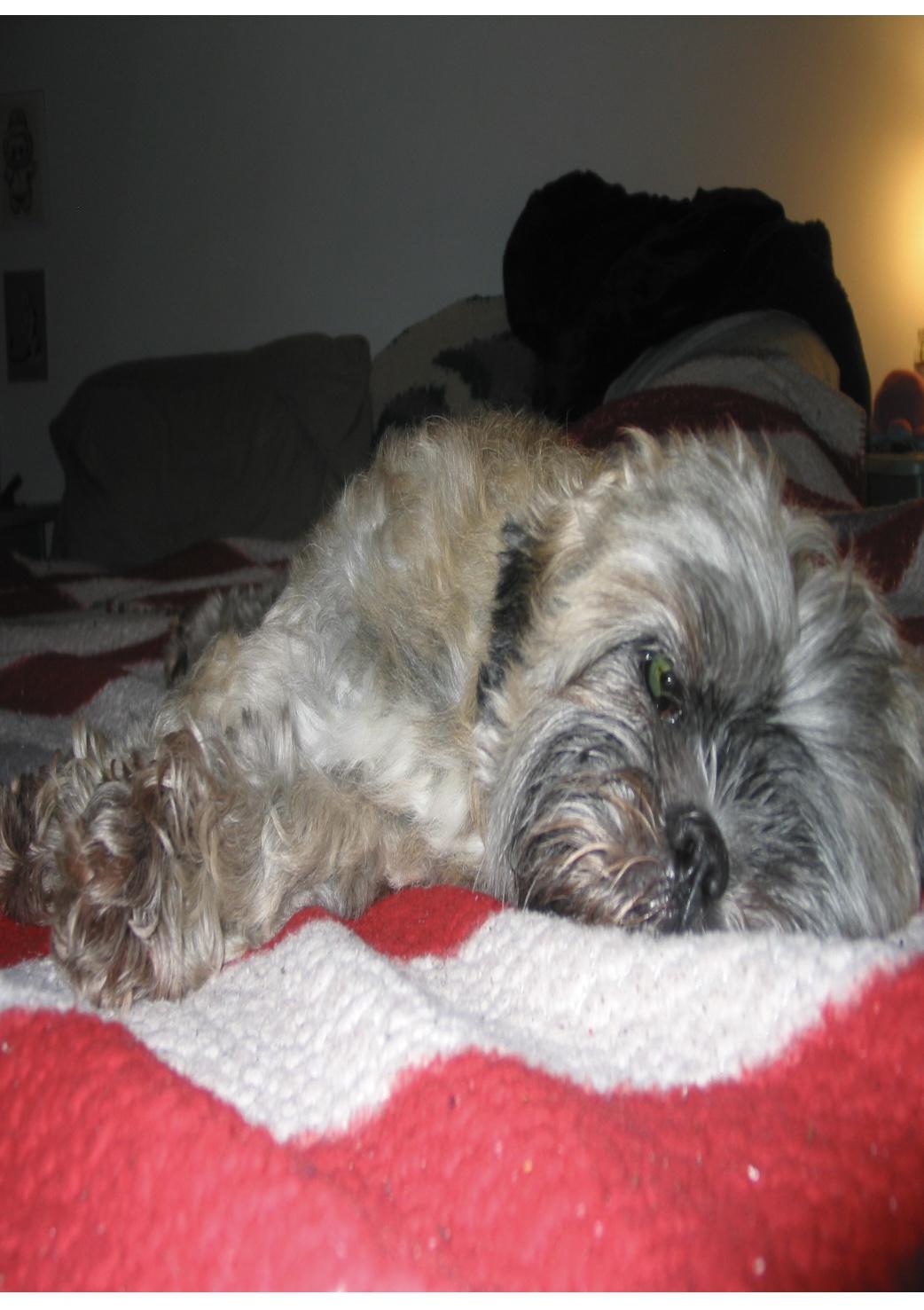 Tibbers, an adopted Shih Tzu in North Vancouver, BC image 1/3