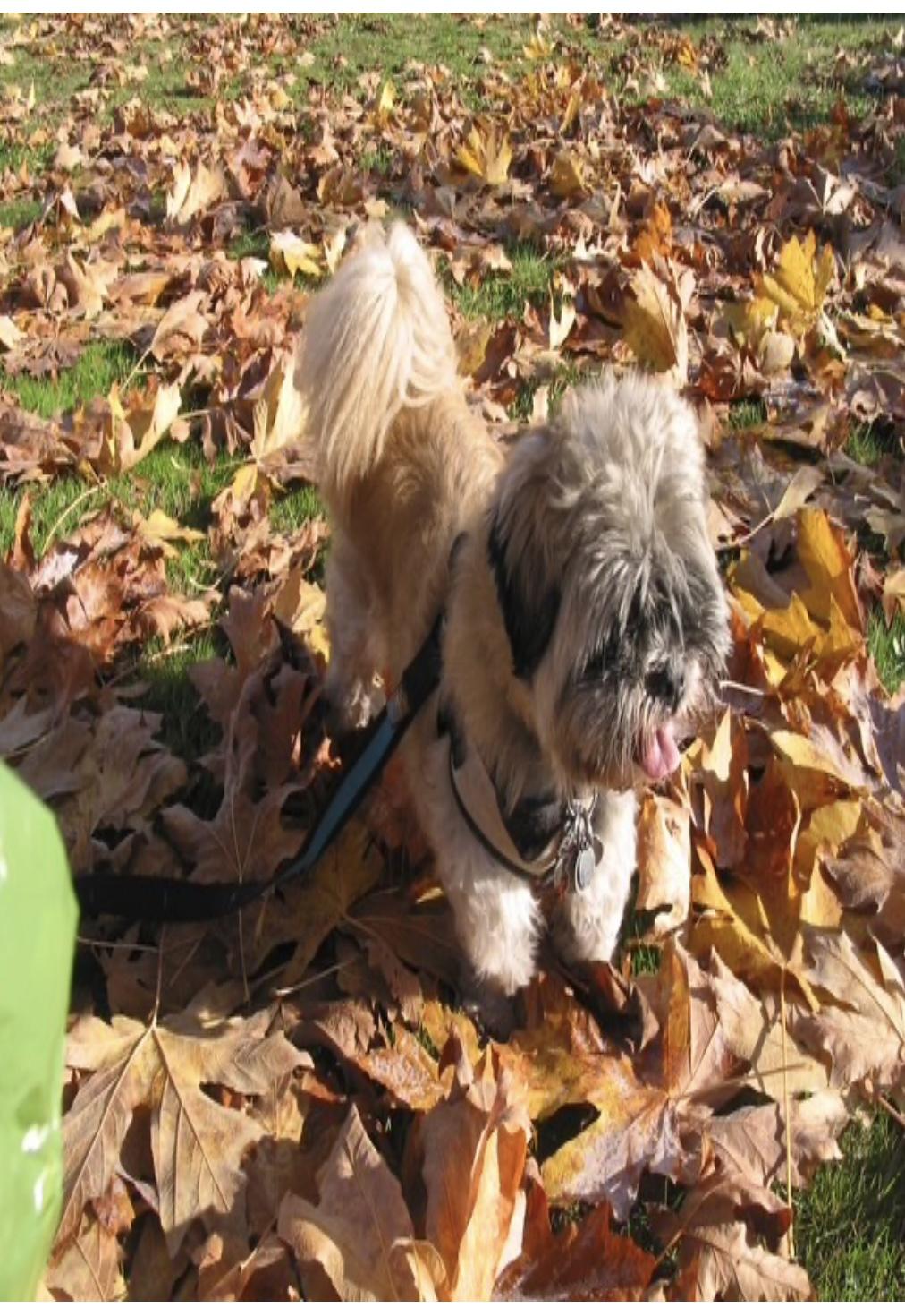 Tibbers, an adopted Shih Tzu in North Vancouver, BC image 2/3