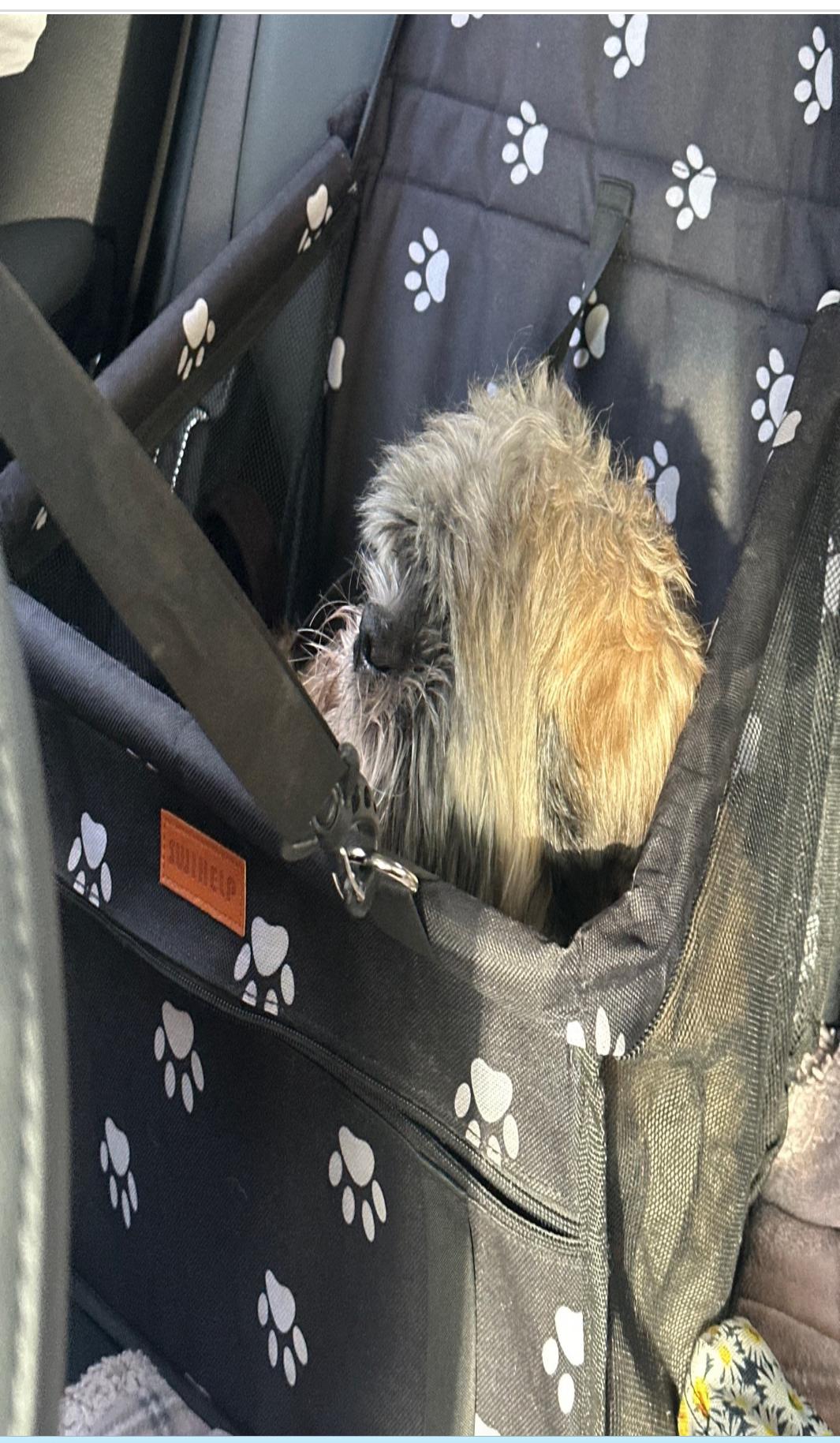 Tibbers, an adopted Shih Tzu in North Vancouver, BC image 3/3