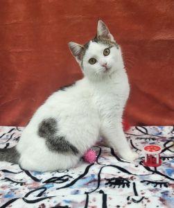Simone, ADOPTABLE, Young Female Domestic Short Hair.