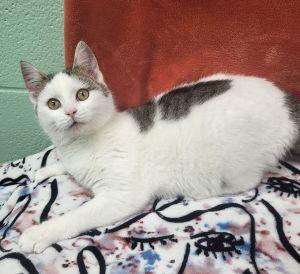 Enlarge Simone, a ADOPTABLE Domestic Short Hair in Bucyrus, OH image 3/4