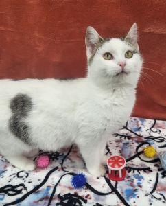 Enlarge Simone, a ADOPTABLE Domestic Short Hair in Bucyrus, OH image 2/4