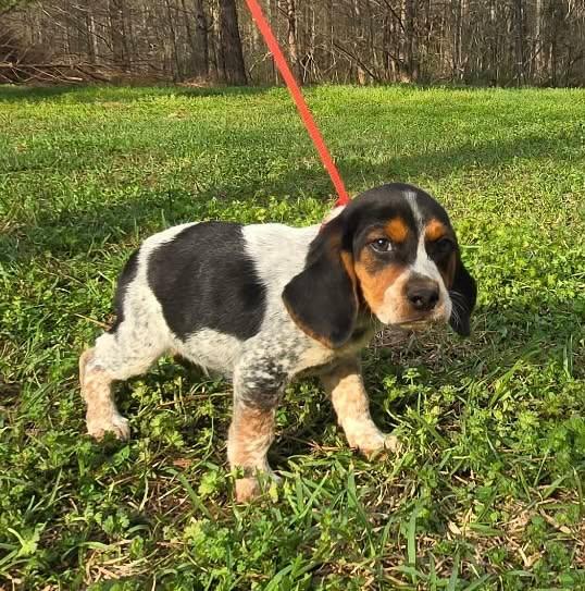 Enlarge Sake, a Adoptable Beagle in Smithfield, RI image 2/5