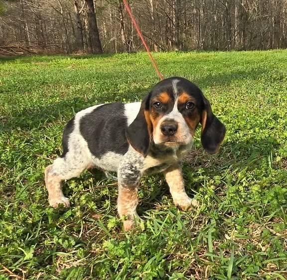 Enlarge Sake, a Adoptable Beagle in Smithfield, RI image 4/5