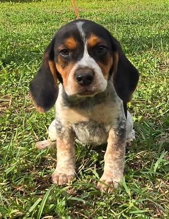 Sake, Adoptable, Puppy Male Beagle.