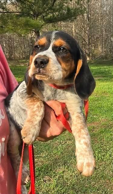 Enlarge Sake, a Adoptable Beagle in Smithfield, RI image 3/5