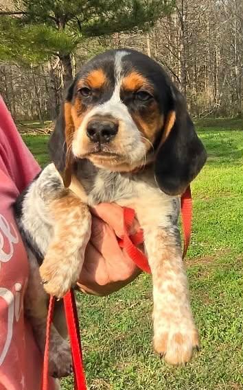 Enlarge Sake, a Adoptable Beagle in Smithfield, RI image 5/5