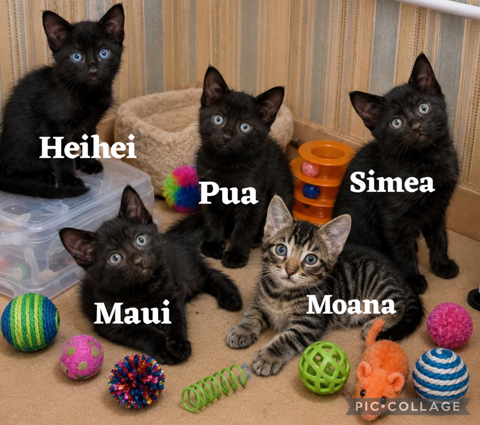 Enlarge Maui, a Adoptable Domestic Short Hair in Queen Creek, AZ image 1/1