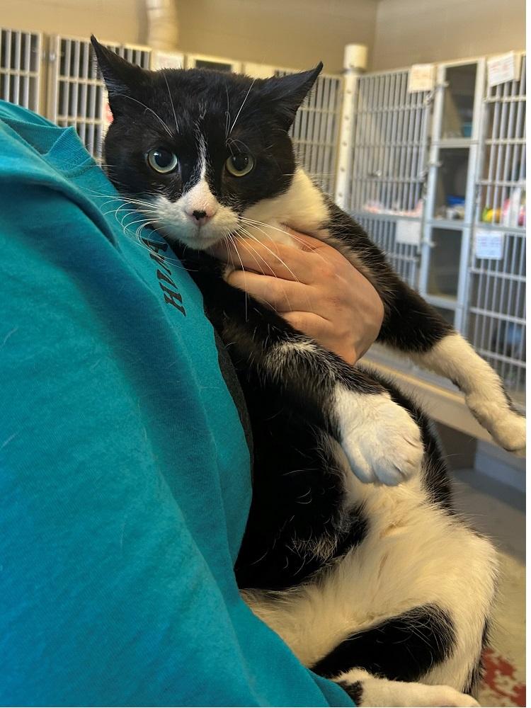 Geo, a ADOPTABLE Domestic Short Hair in Mason City, IA image 2/2