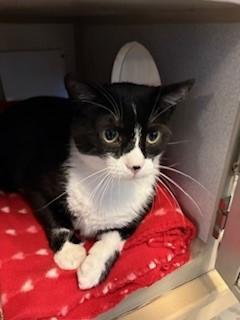 Geo, a ADOPTABLE Domestic Short Hair in Mason City, IA image 1/2