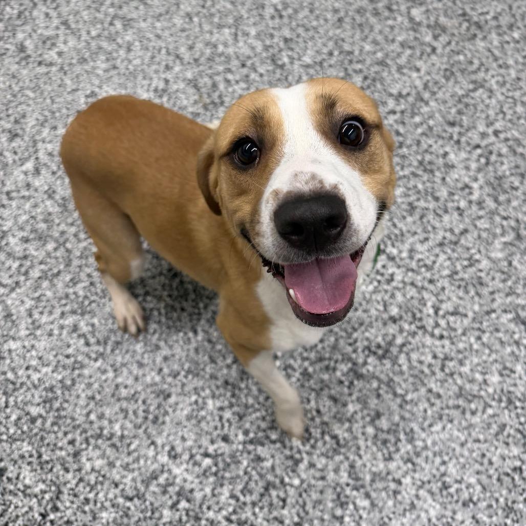 Enlarge Hamish, a Adoptable mixed breed in Fairmont, WV image 1/6