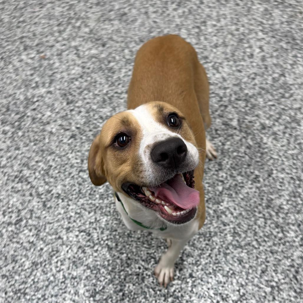 Enlarge Hamish, a Adoptable mixed breed in Fairmont, WV image 2/6