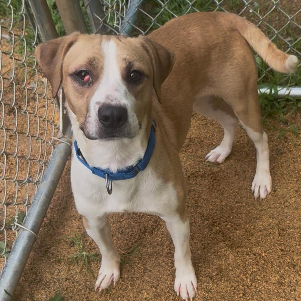 Enlarge Hamish, a Adoptable mixed breed in Fairmont, WV image 3/6