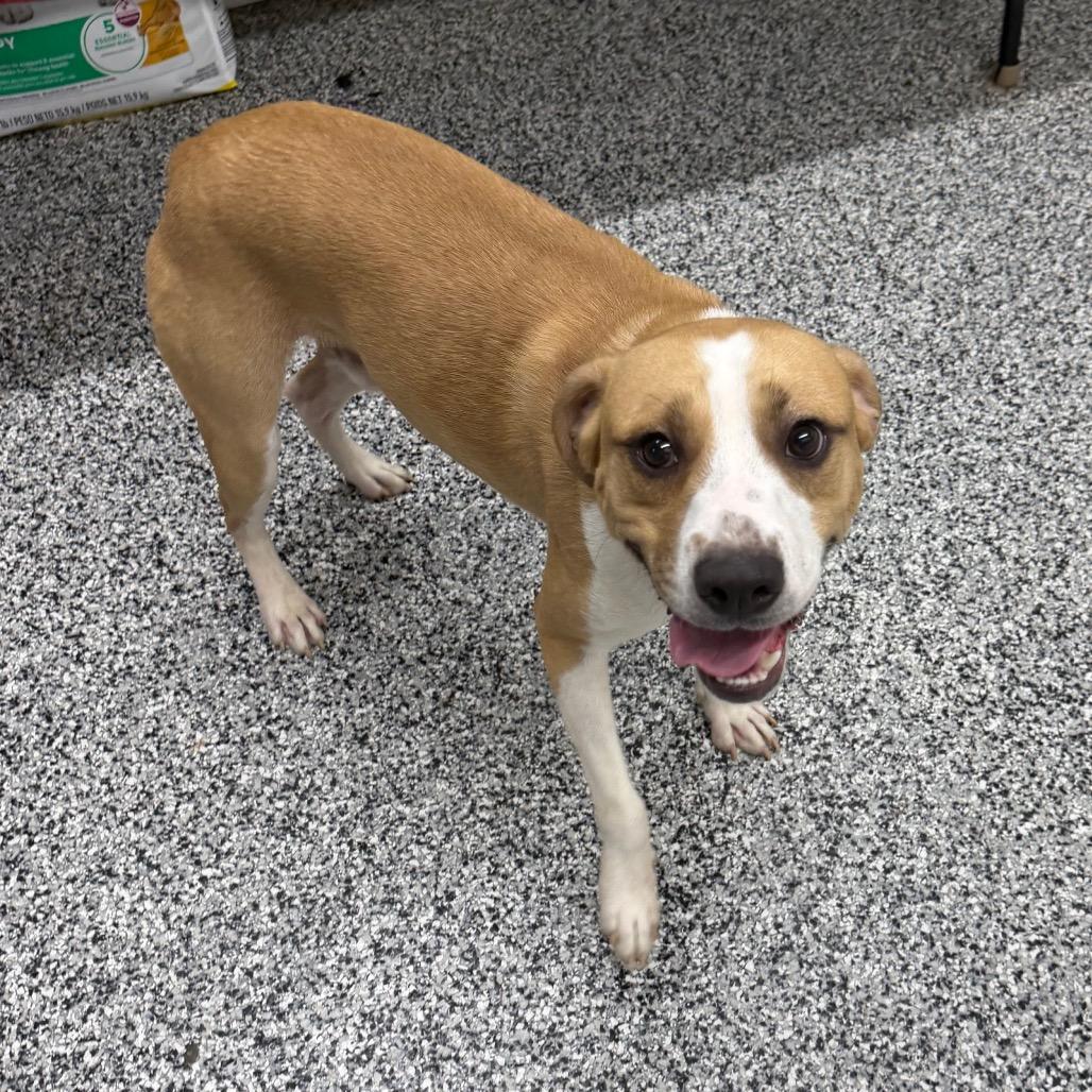 Enlarge Hamish, a Adoptable mixed breed in Fairmont, WV image 4/6