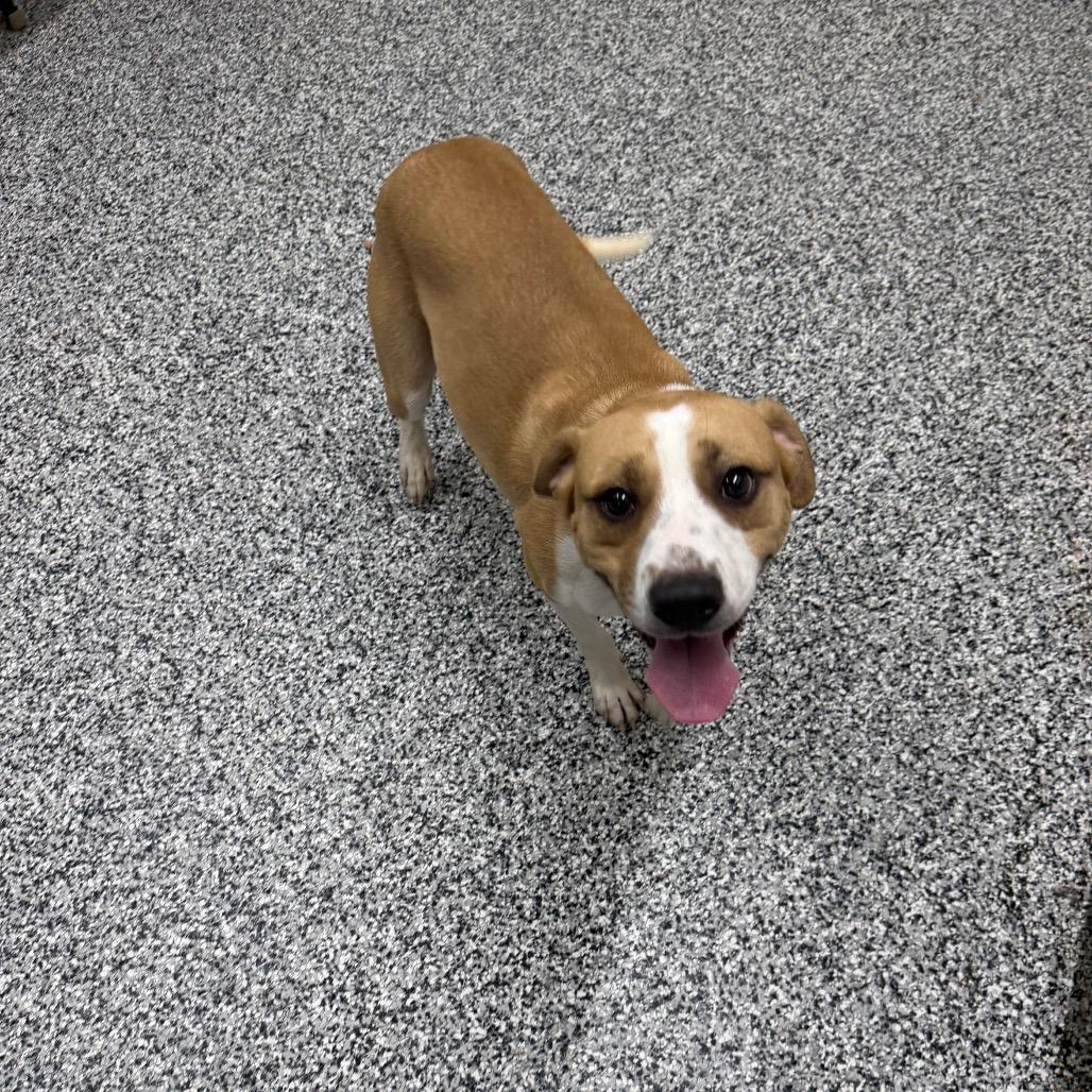 Enlarge Hamish, a Adoptable mixed breed in Fairmont, WV image 5/6