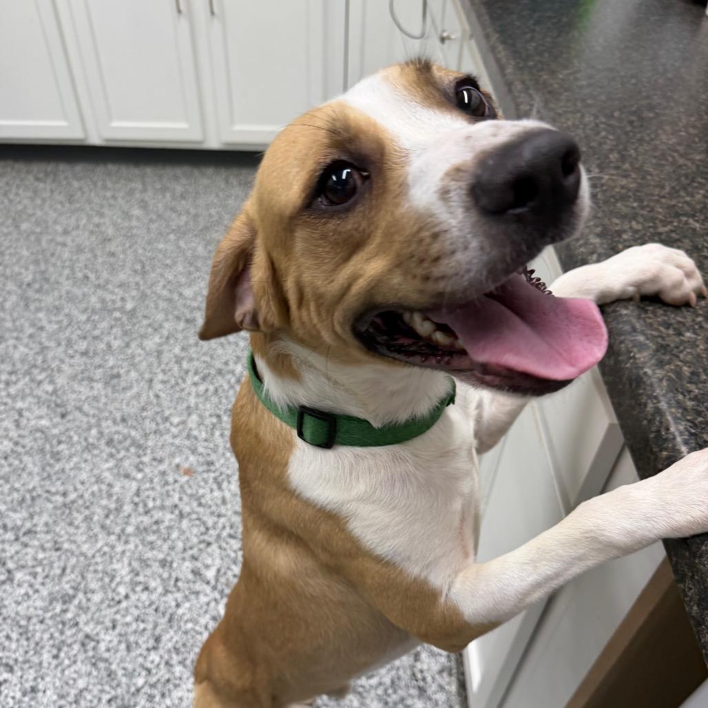 Enlarge Hamish, a Adoptable mixed breed in Fairmont, WV image 6/6