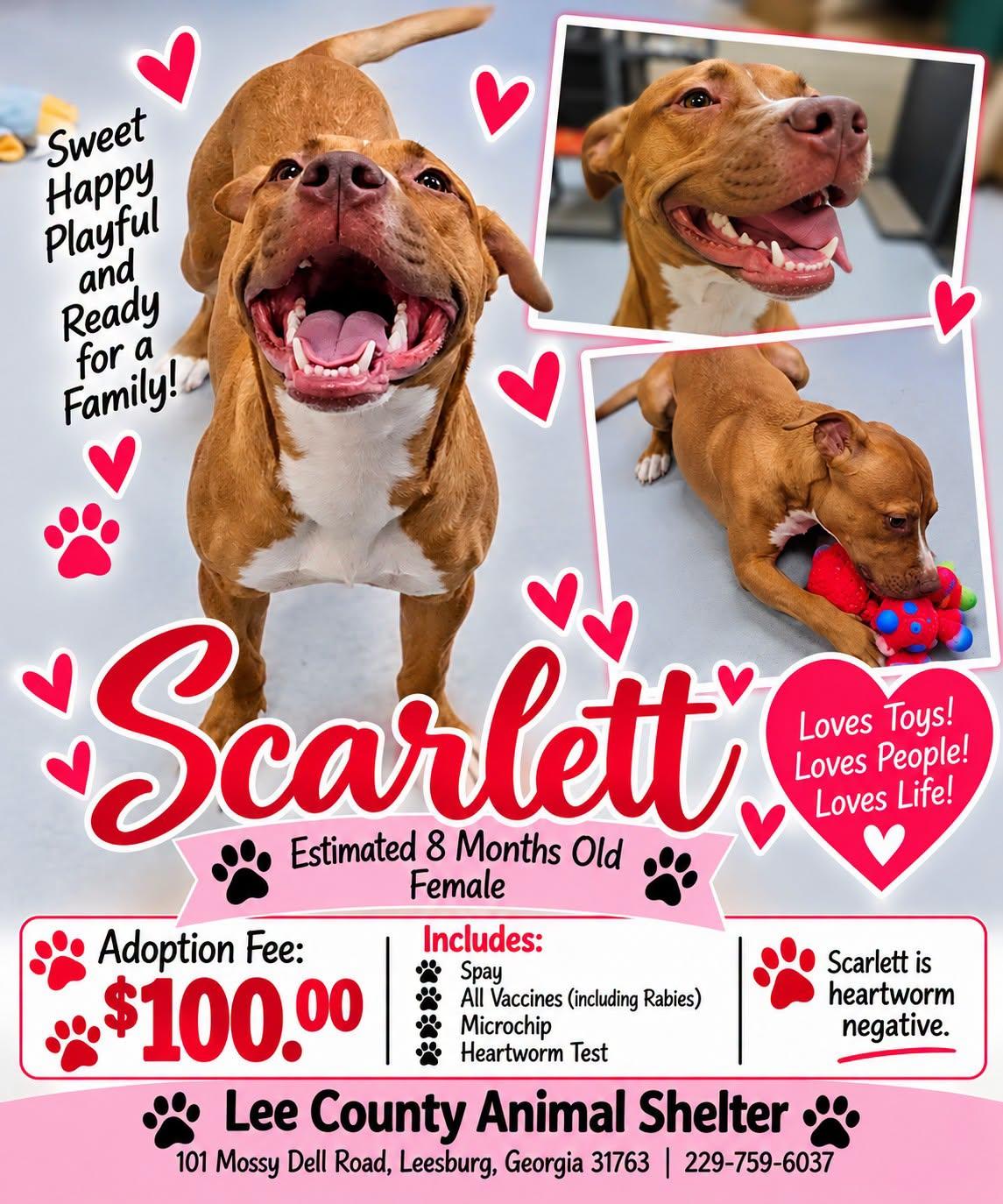 Enlarge Scarlett, a Adoptable Pit Bull Terrier in Leesburg, GA image 1/1