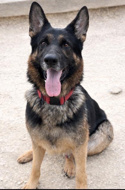 Bruce Lee — thumbnail 3