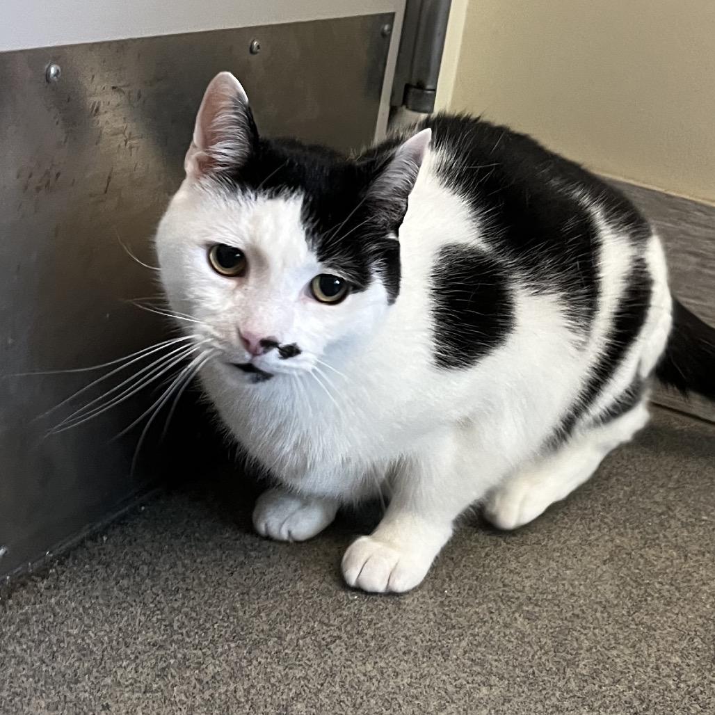 Max, Adoptable, Senior Male Domestic Short Hair.
