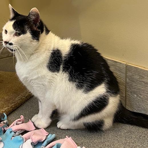 Enlarge Max, a Adoptable Domestic Short Hair in Concord, NH image 2/3