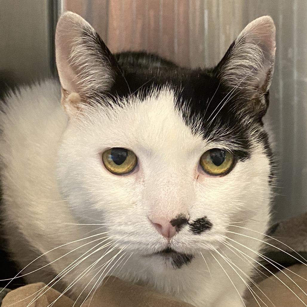 Enlarge Max, a Adoptable Domestic Short Hair in Concord, NH image 3/3