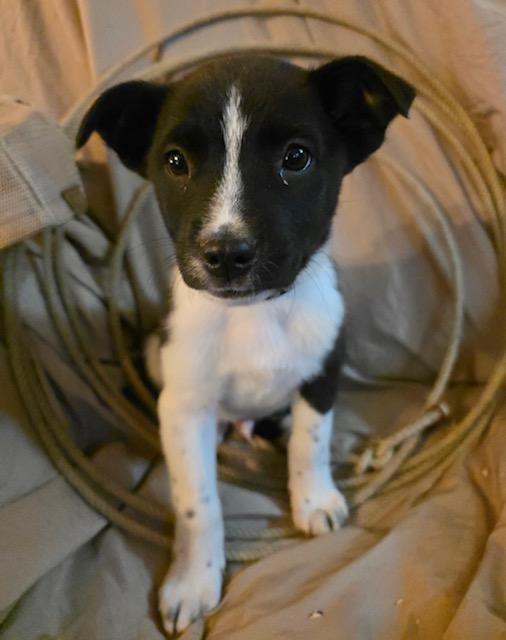 Joey, Adoptable, Puppy Male Border Collie.