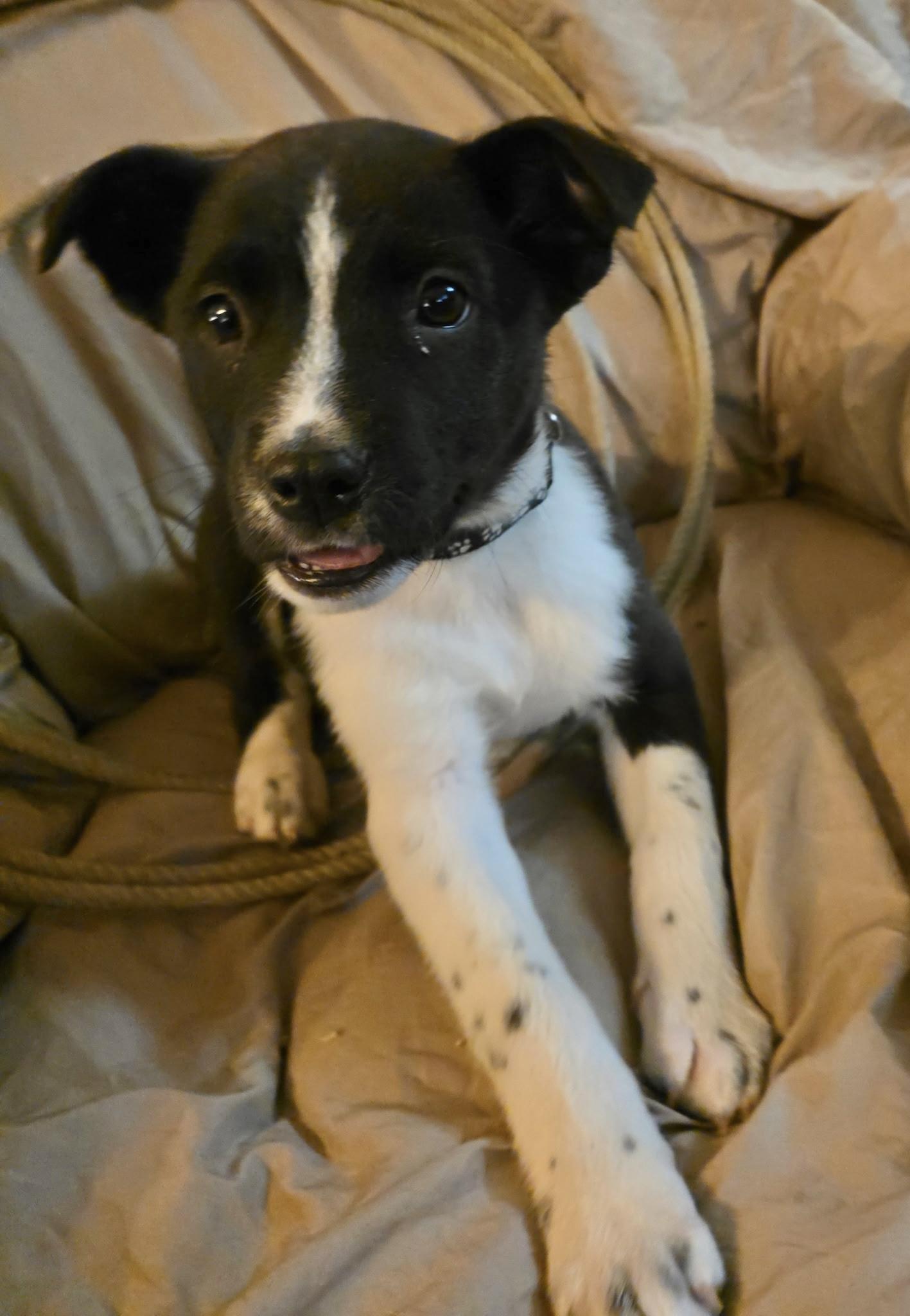Joey, a Adoptable mixed breed in Riverton, WY image 2/2