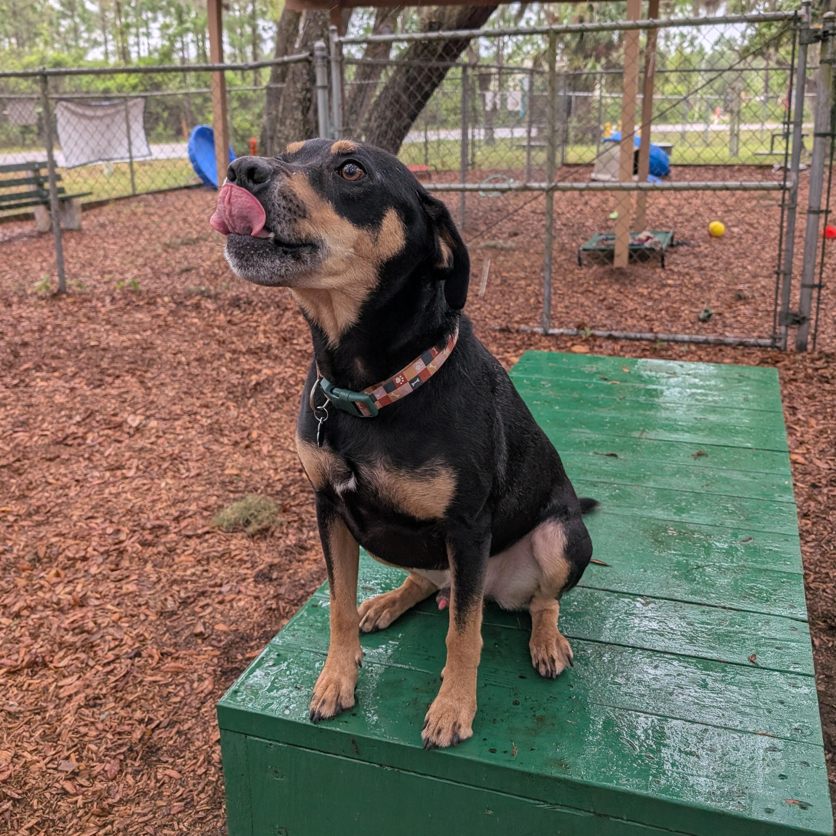 Enlarge Gizmo, a ADOPTABLE mixed breed in St. Augustine, FL image 4/4