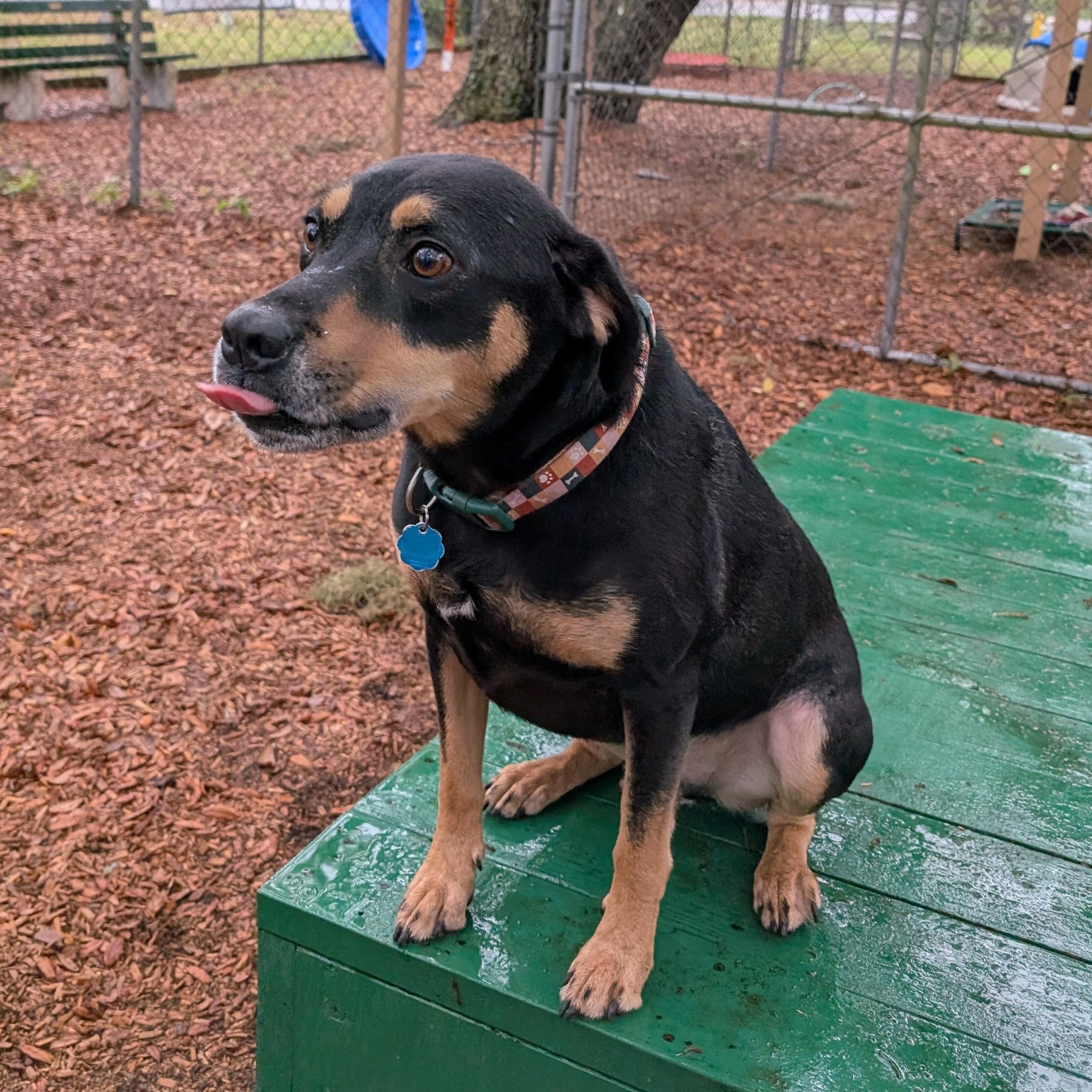 Enlarge Gizmo, a ADOPTABLE mixed breed in St. Augustine, FL image 3/4