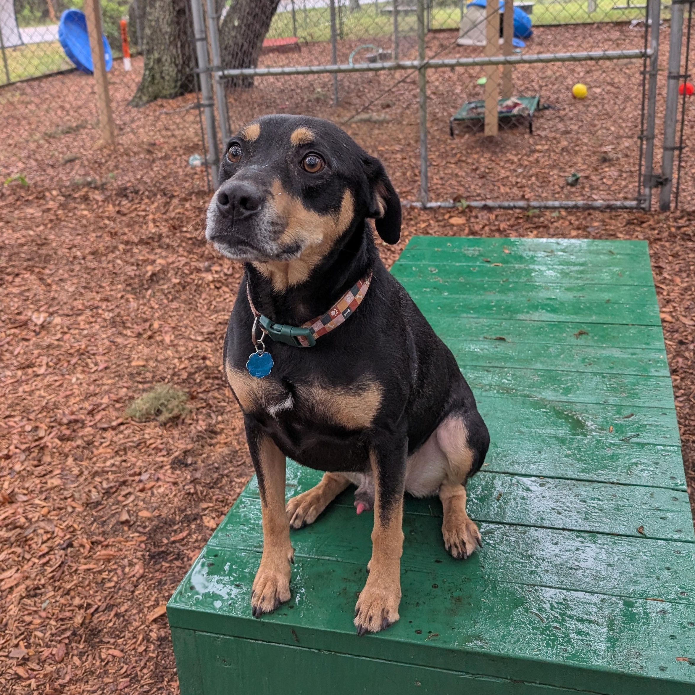 Enlarge Gizmo, a ADOPTABLE mixed breed in St. Augustine, FL image 2/4