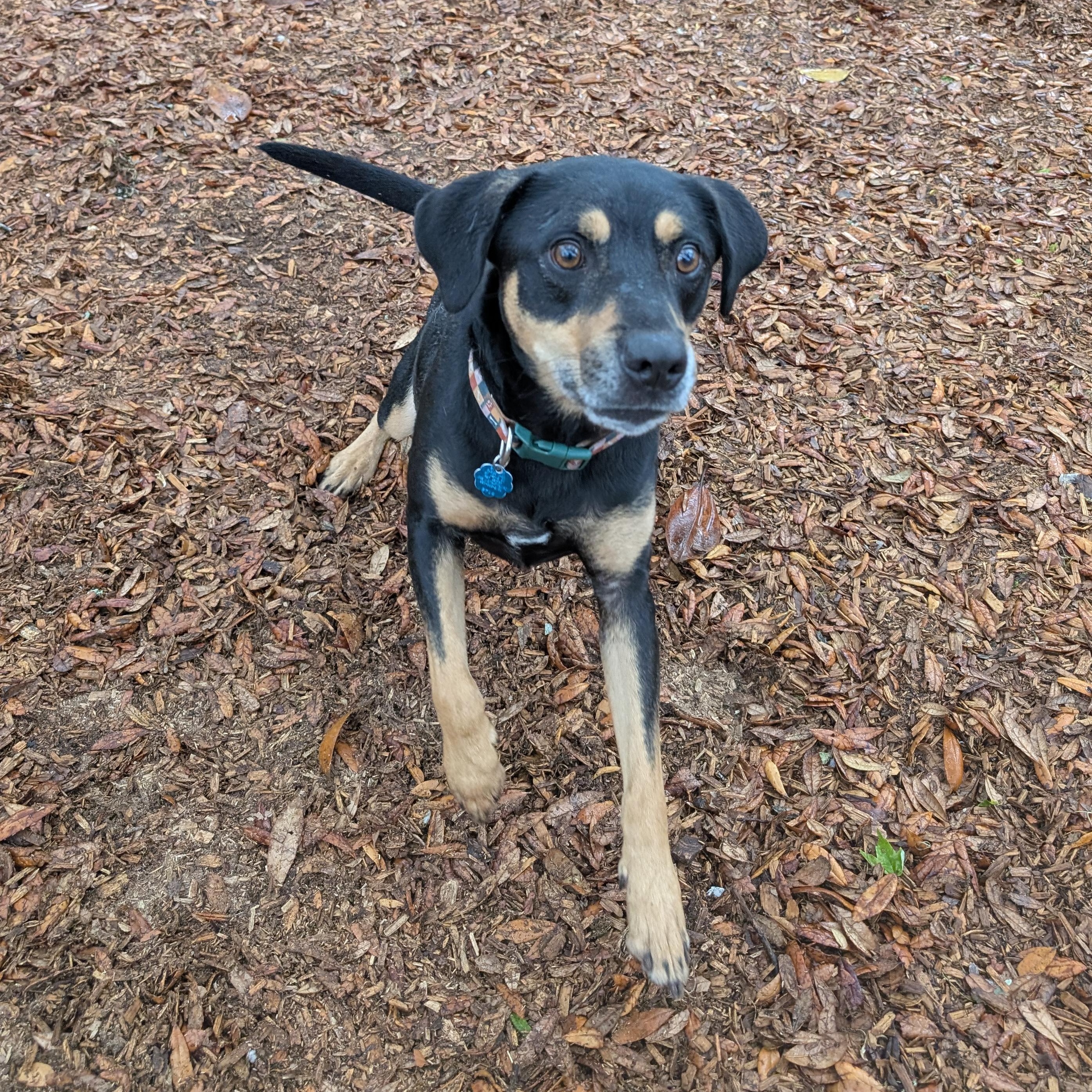 Enlarge Gizmo, a ADOPTABLE mixed breed in St. Augustine, FL image 1/4