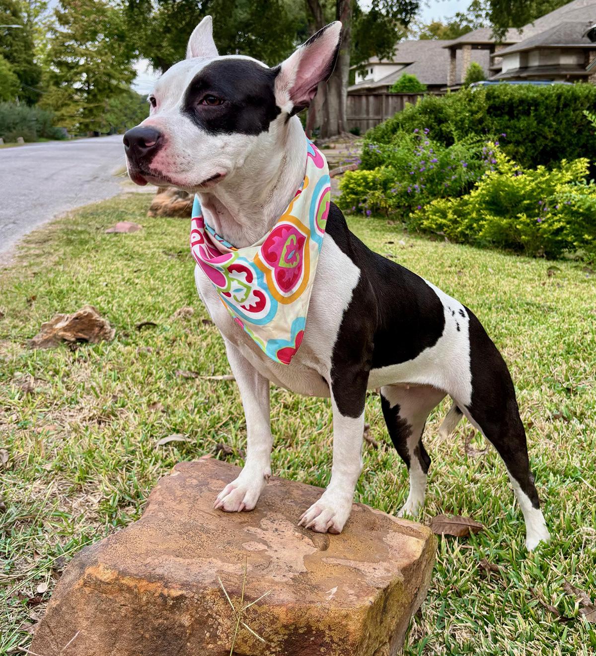 Enlarge Darling Daisy - Super Calm & Sweet!, a Adoptable mixed breed in Boston, MA image 4/5