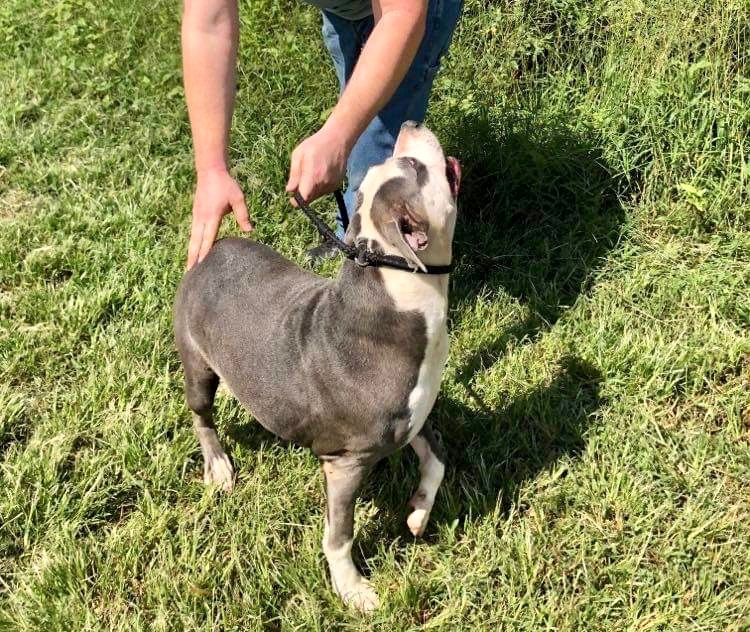Bella, a Adoptable American Bulldog in Alpharetta, GA image 3/6