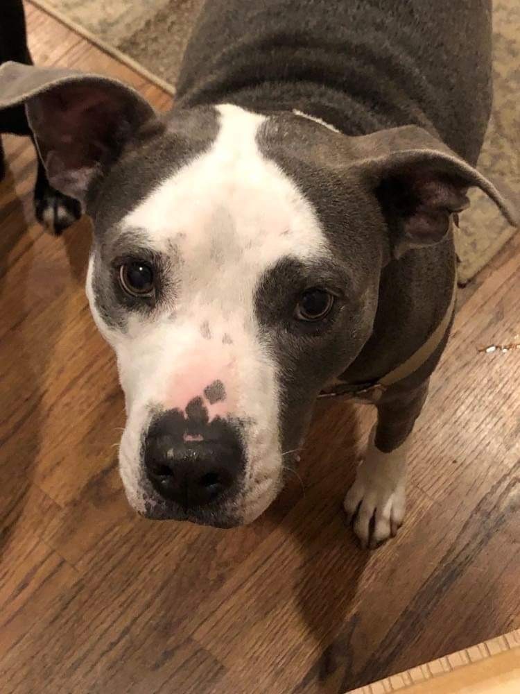 Bella, a Adoptable American Bulldog in Alpharetta, GA image 5/6