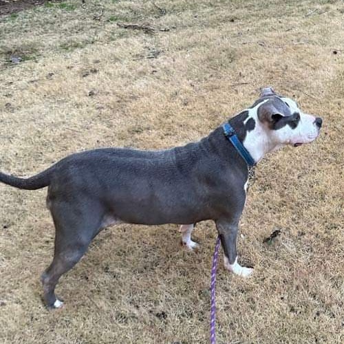 Bella, a Adoptable American Bulldog in Alpharetta, GA image 2/6