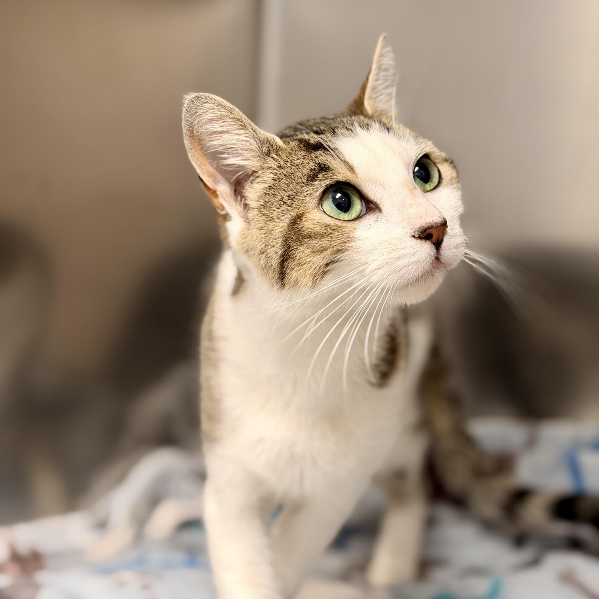 Darla, adopted, Adult Female Domestic Short Hair.