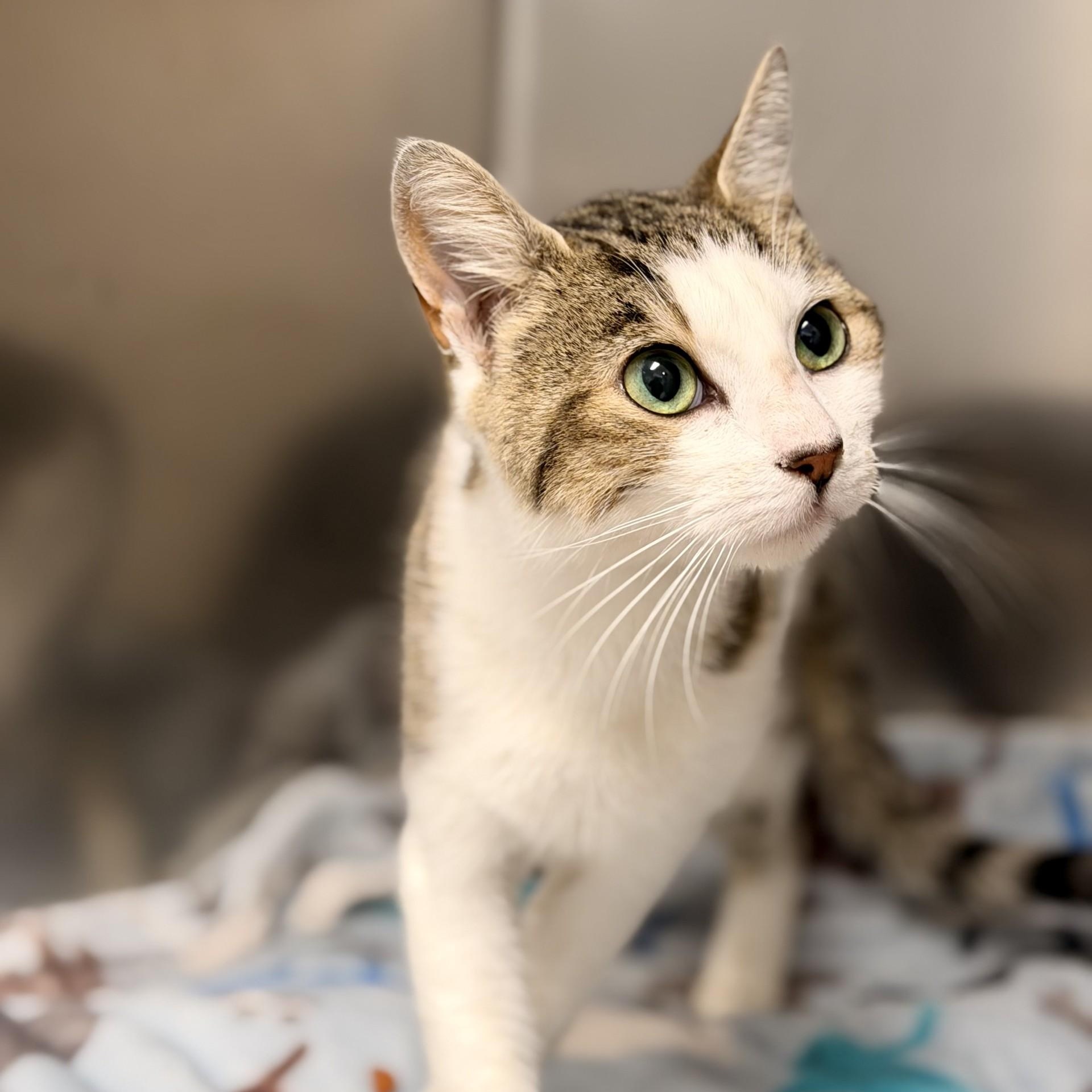 Enlarge Darla, an adopted Domestic Short Hair in Manahawkin, NJ image 2/2