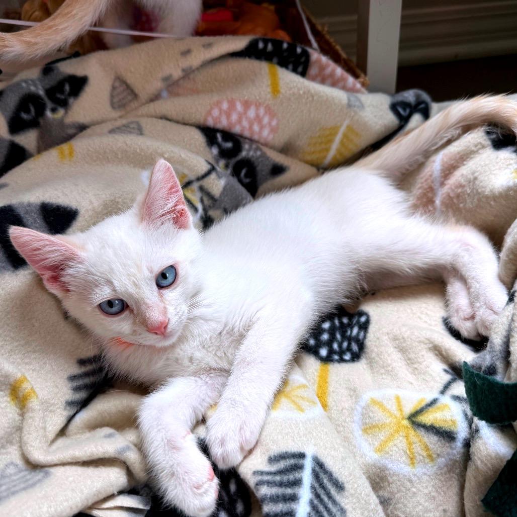 Enlarge Will, a Adoptable mixed breed in Escondido, CA image 1/2