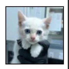 Enlarge Will, a Adoptable mixed breed in Escondido, CA image 2/2